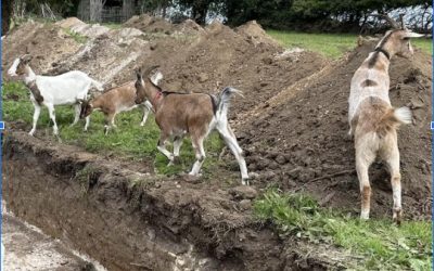Evaluation in Thanet – with goats!