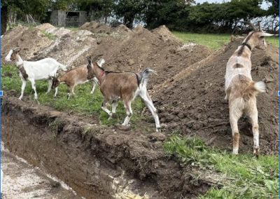 Evaluation in Thanet – with goats