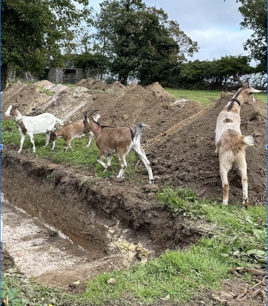 Evaluation in Thanet – with goats!